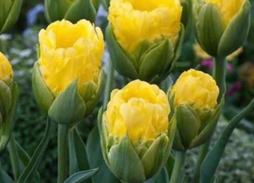 郁金香养殖细节