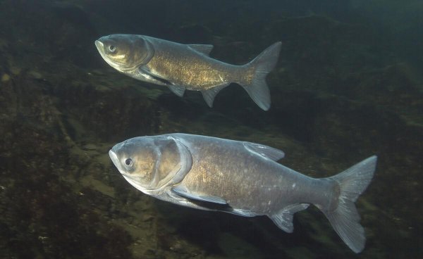 十大品牌鱼竿有哪些