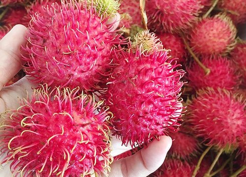 红毛丹产地主要在哪个省