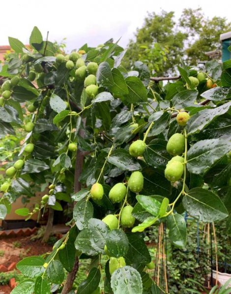 软枣猕猴桃树苗哪里有