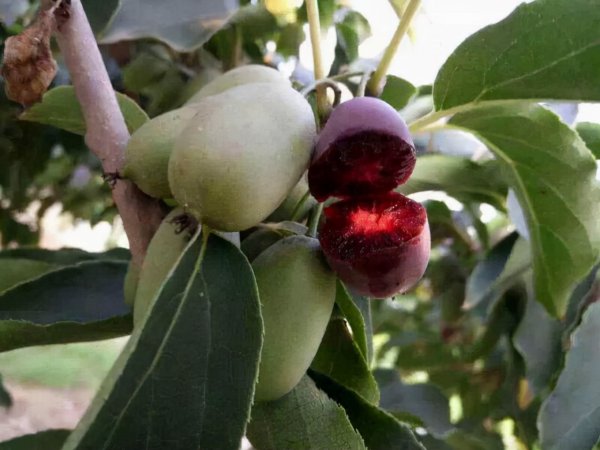 软枣猕猴桃树苗哪里有