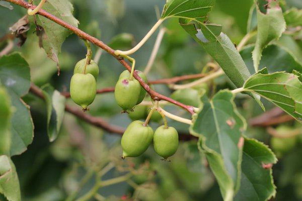 软枣猕猴桃树苗哪里有