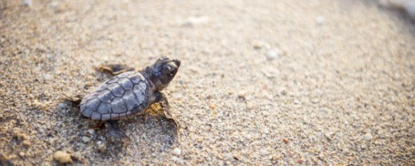 乌龟新手养殖户注意事项