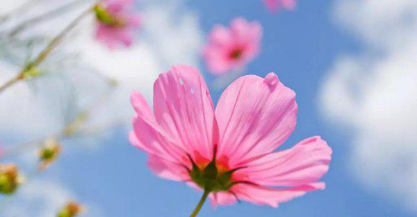 频繁聊天后突然冷淡的原因