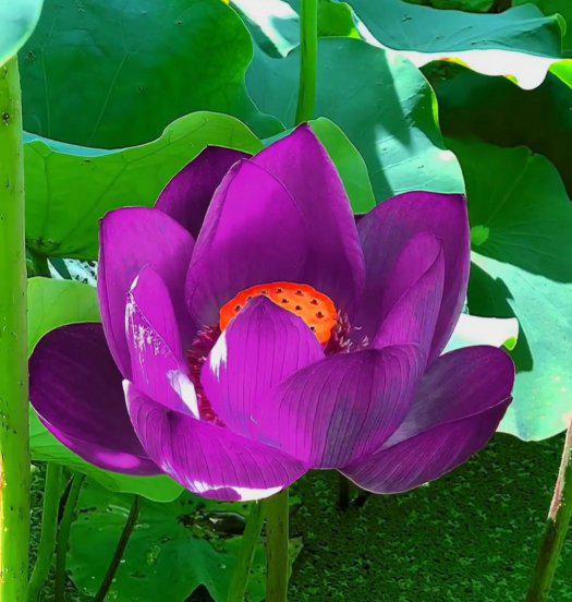 频繁聊天后突然冷淡的原因