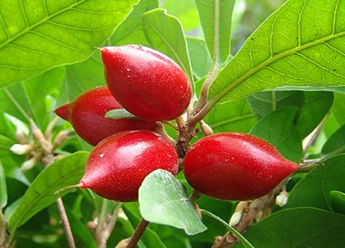 神秘果是什么水果