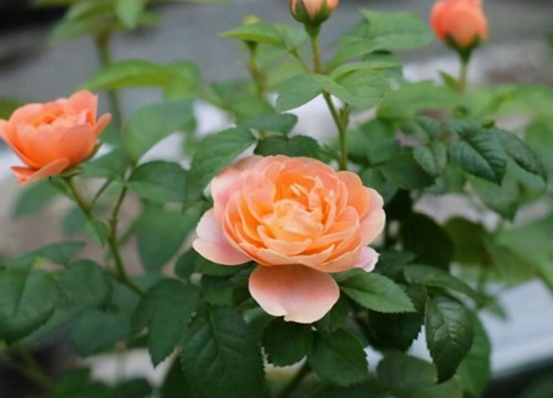 月季花喜欢大水大肥吗