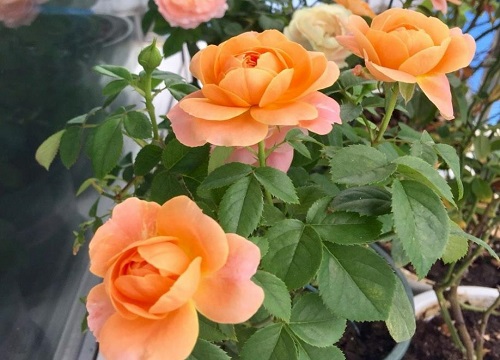 月季花喜欢大水大肥吗