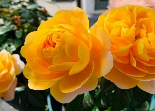 月季花喜欢大水大肥吗