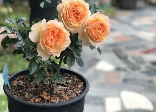 月季花喜欢大水大肥吗