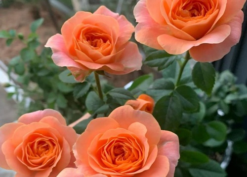 月季花喜欢大水大肥吗