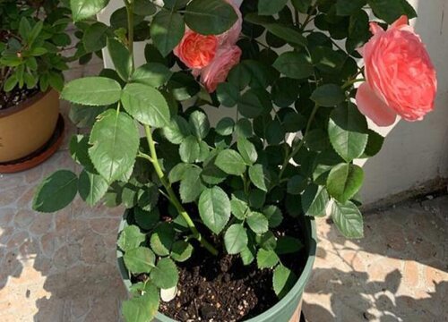 月季花喜欢大水大肥吗