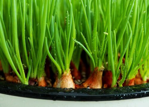 小香葱什么时候播种好