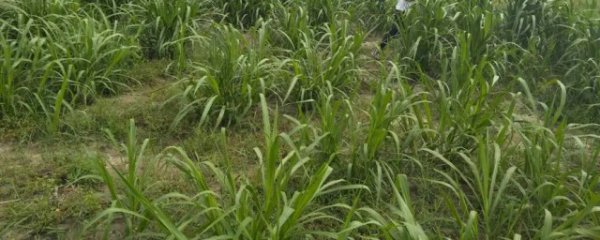 菌草适合什么地方种植