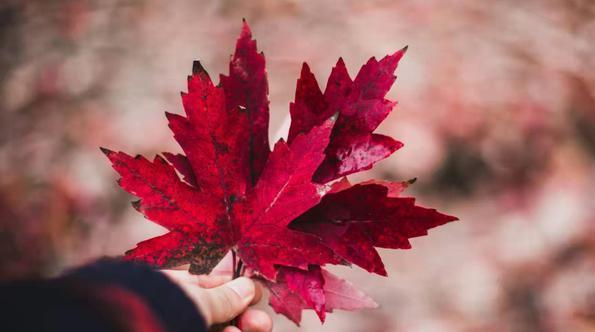 可以吸引高层次男人的女人