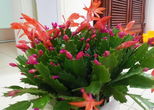 僵苗的蟹爪兰如何处理恢复生长