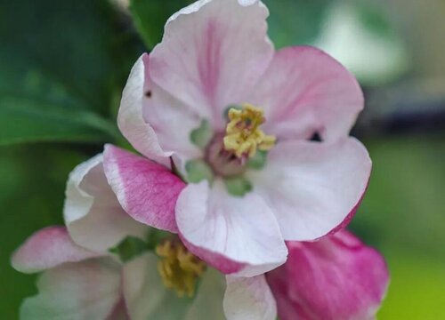 苹果什么季节开花