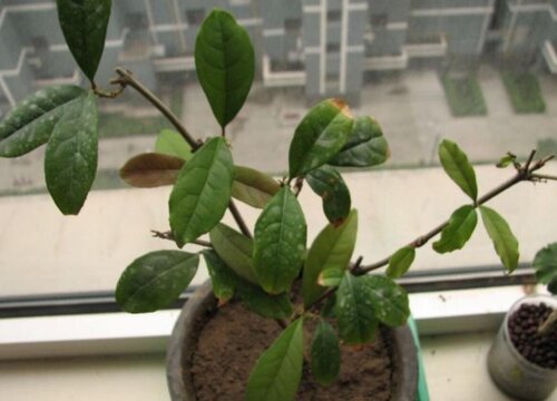 桂花树病虫害防治技术与方法措施