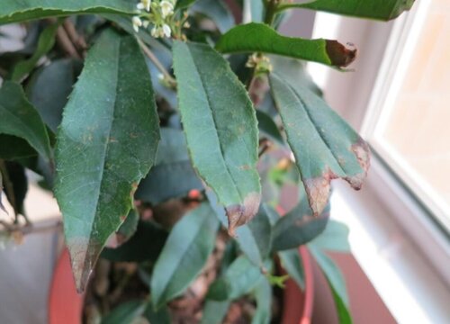 桂花树病虫害防治技术与方法措施