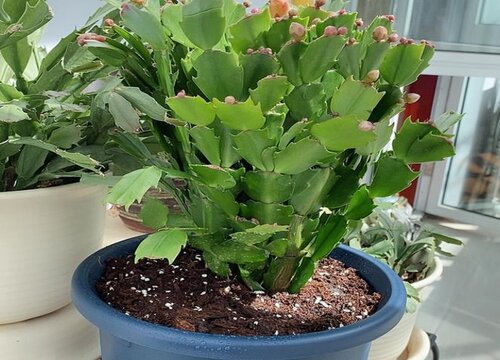 蟹爪兰如何做好防虫工作度夏更好过