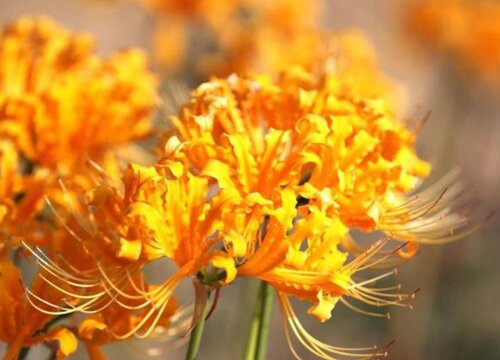 彼岸花象征着什么意义