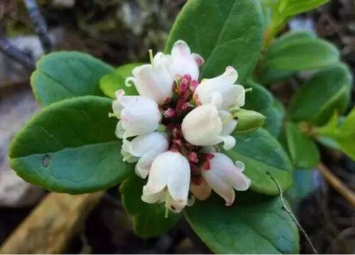 红豆开花有什么寓意