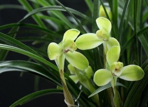 宋梅什么时候开花