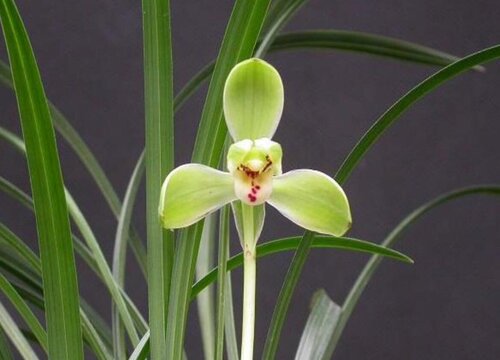 宋梅什么时候开花