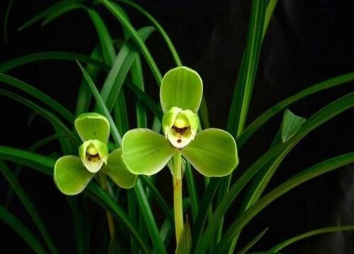 宋梅什么时候开花