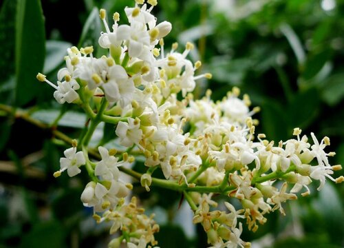 女贞花期是什么时候