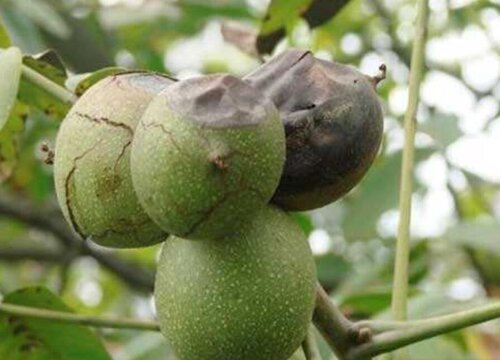 核桃病虫害防治技术与方法措施