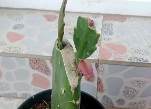 仙人掌如何嫁接成活率高形状美观