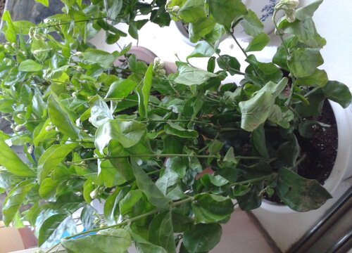 茉莉花怎么养护新梢蹿不停