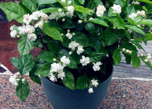 茉莉花怎么养护新梢蹿不停