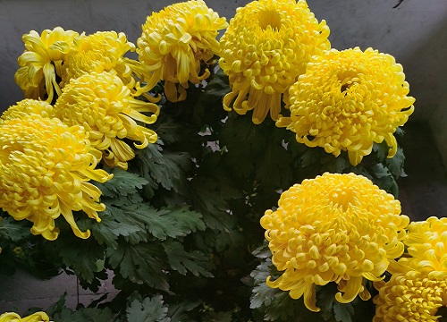 菊花冬天怎么修剪过冬