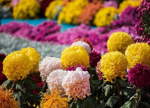 菊花冬天怎么修剪过冬