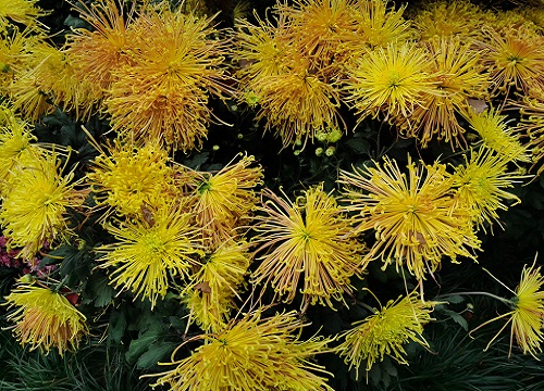 菊花冬天怎么修剪过冬