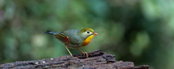 益鸟麻雀吃什么害虫作为食物