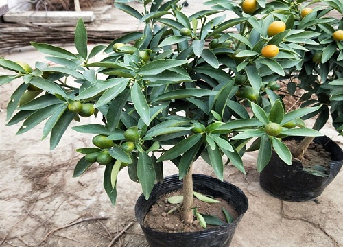盆栽桔子怎么养