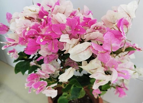 三角梅怎样复花快的诀窍