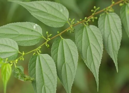 黄麻是热带作物吗