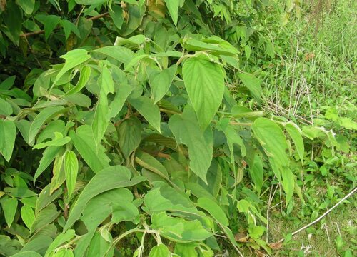 黄麻是热带作物吗