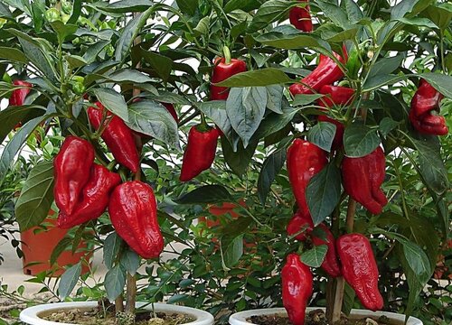 甜椒种植时间和方法