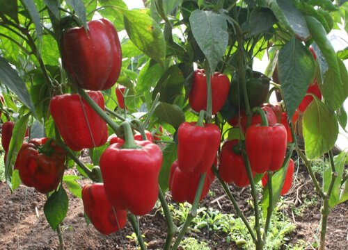 甜椒种植时间和方法