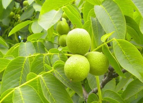 核桃青皮可以做肥料吗