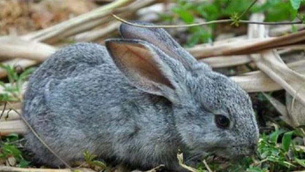 兔子吃什么草长得快又胖