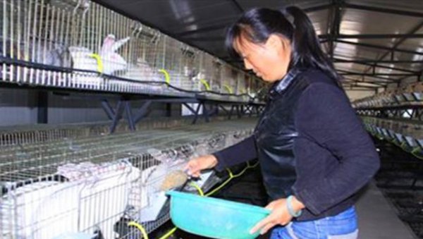 兔子吃什么草长得快又胖