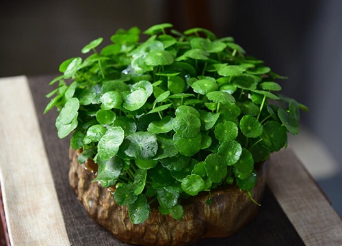 金钱草开花有什么寓意