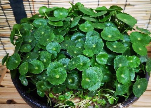 金钱草开花有什么寓意