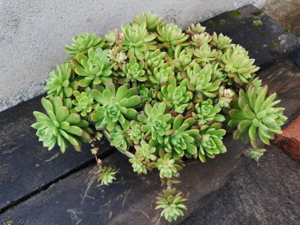 马库斯多肉皮实好养不休眠